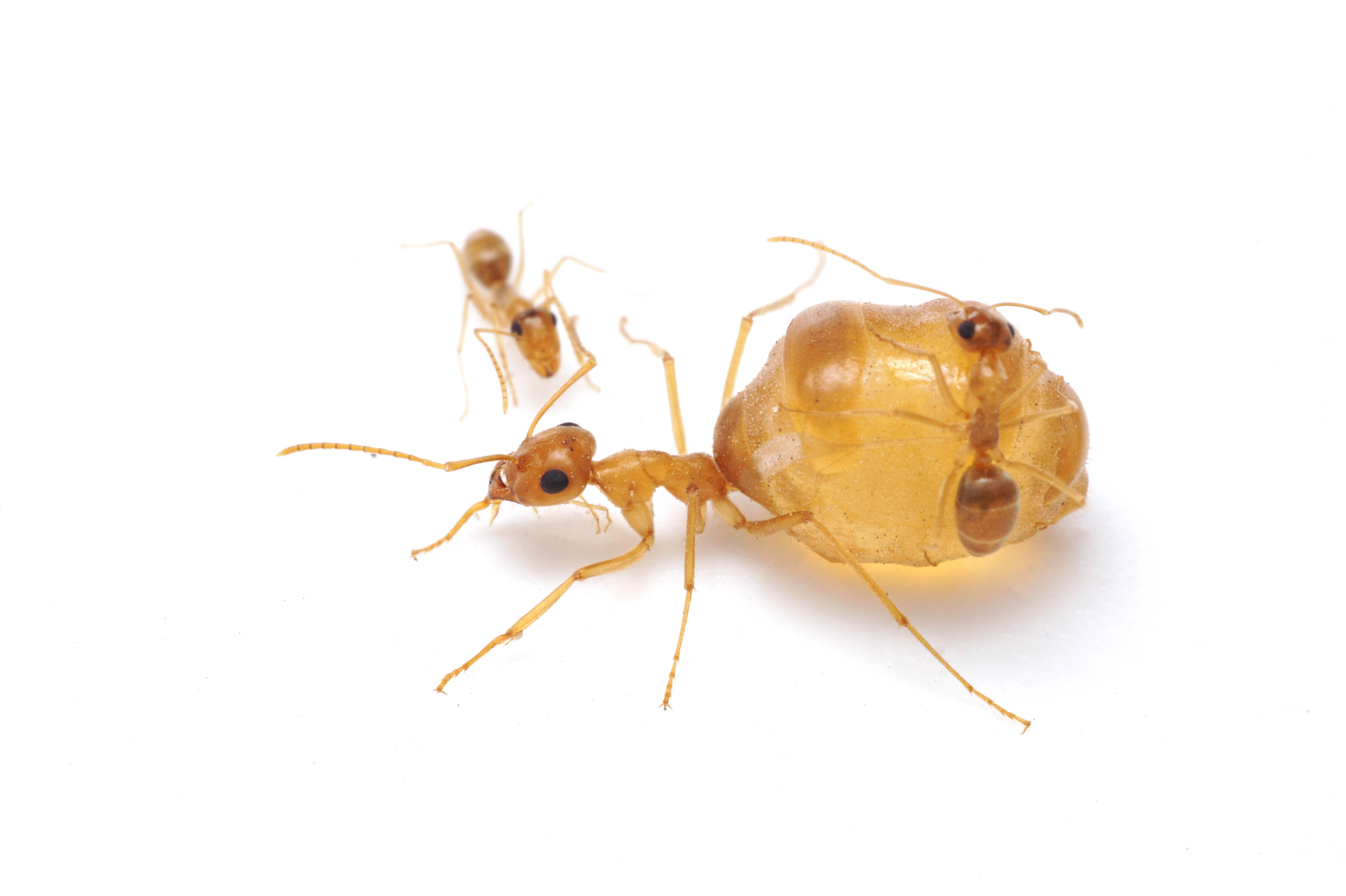Tetramorium sp.1
